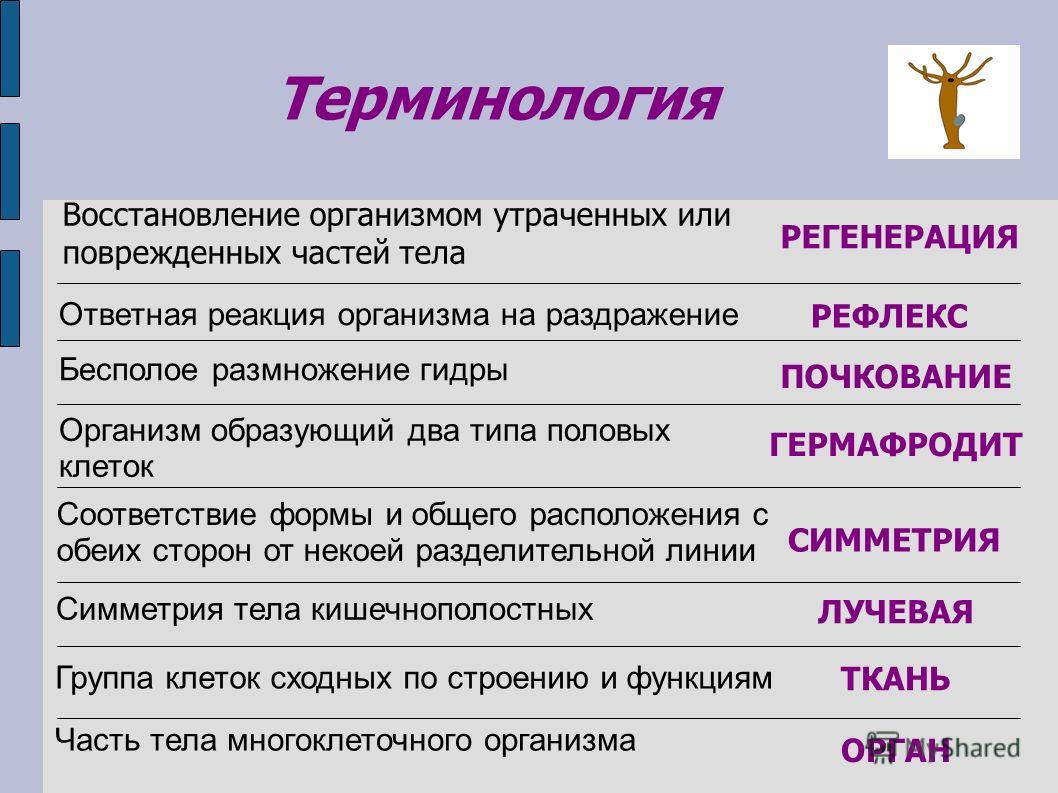 Кракен ссылка орион